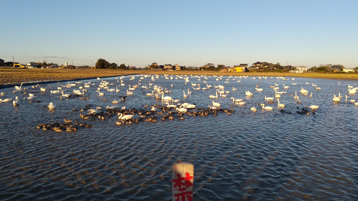 farawayplace2's tweet photo. 2021年11月27日(土)15時30分～16時ごろの印西市白鳥の郷の様子です。
1日2回(朝夕)の餌やりの時間だったからか、想像をはるかに超す数の白鳥がいました。
#白鳥の郷 https://t.co/FTcoh0vtfi