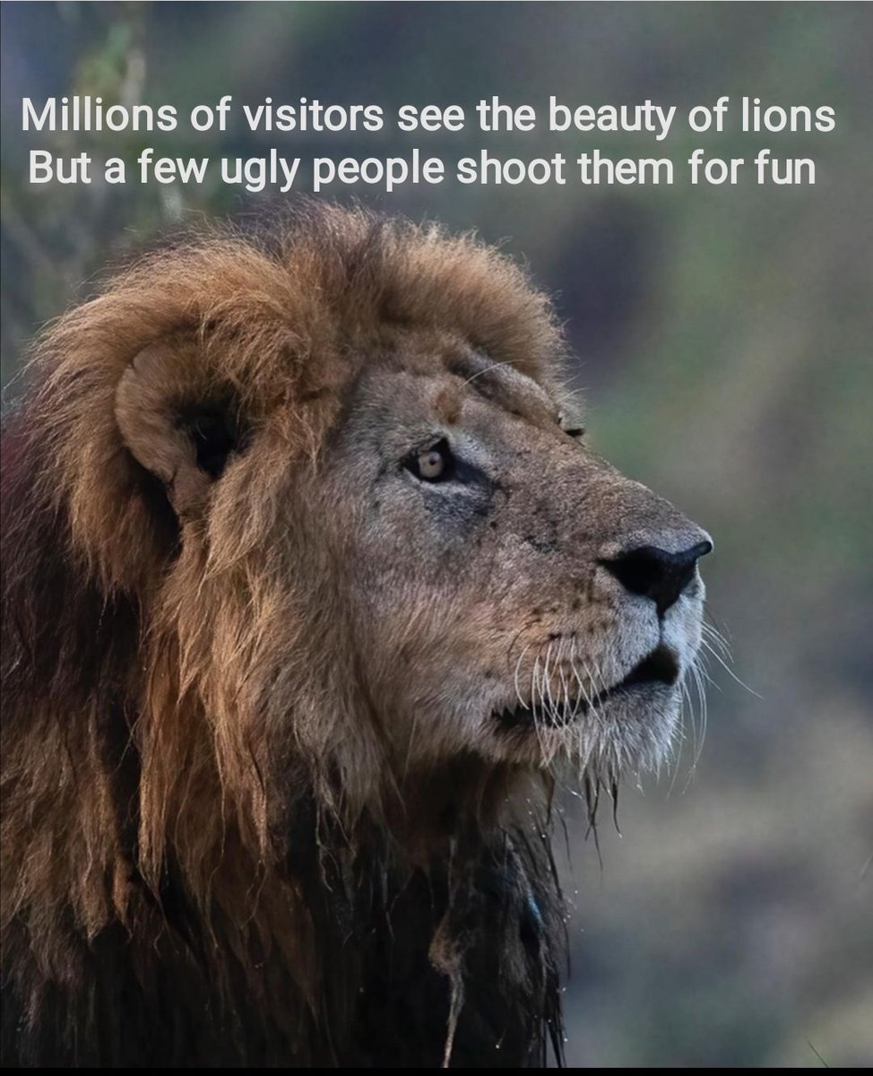 Please RT if you are one of those millions. #LoveLions #SaveLions