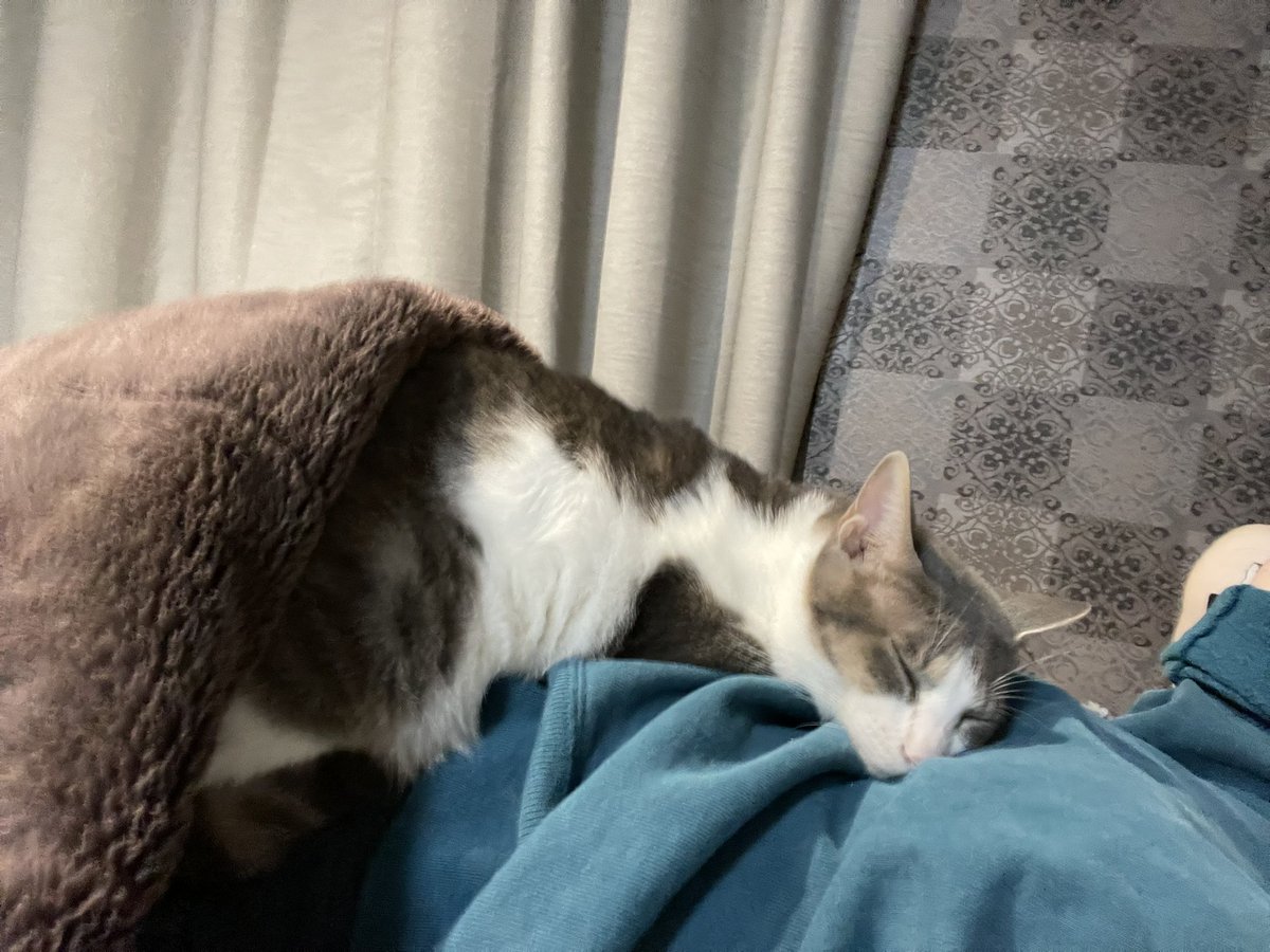 nozombieee's tweet photo. ぬこさまのベット https://t.co/gqJwow0GHd