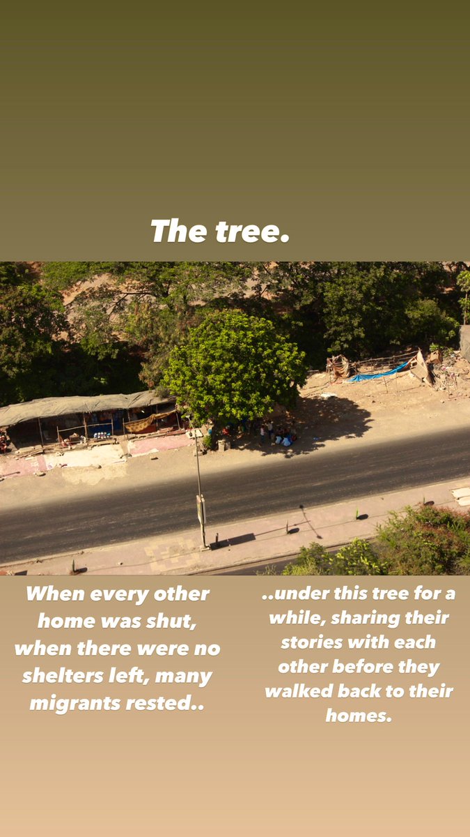 100Bombaywala's tweet photo. The tree. https://t.co/TOfbiH3rVq