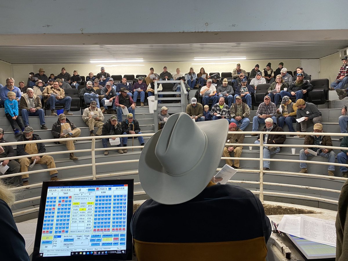 MOLivestock's tweet photo. Harold “HG” Trump bred heifer sale yesterday featuring 180 Show-Me-Select heifers averaged $2126 in Carthage, IL. ⁦@bidsullivan⁩ #2xAg2030 #ExtendMU https://t.co/9lEATFpsYL