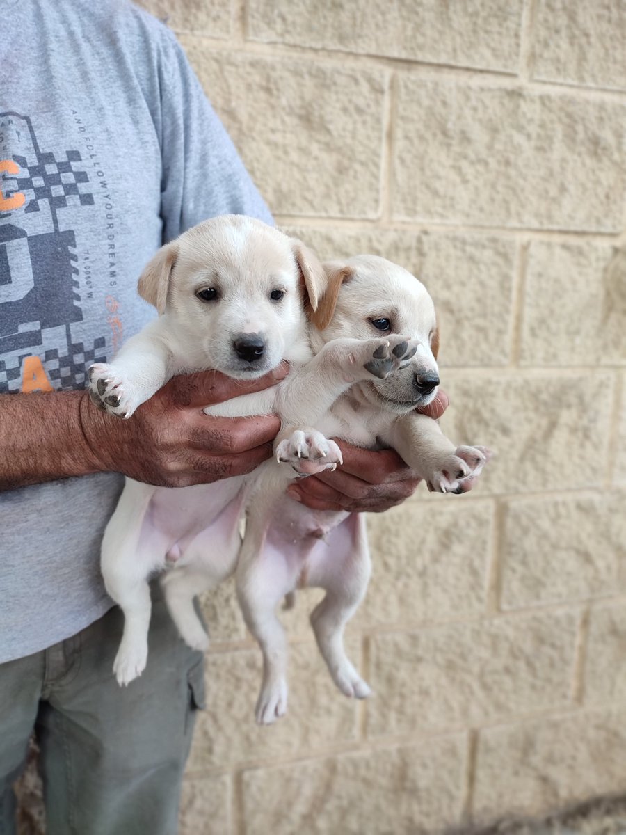 Amaliacruces26's tweet photo. Necesito urgentemente buscar hogar para estos cachorros, no puedo hacerme cargo de ellos más tiempo. 
Agradeciría mucho la difusión. 🙏 https://t.co/YNvSzvmxrf