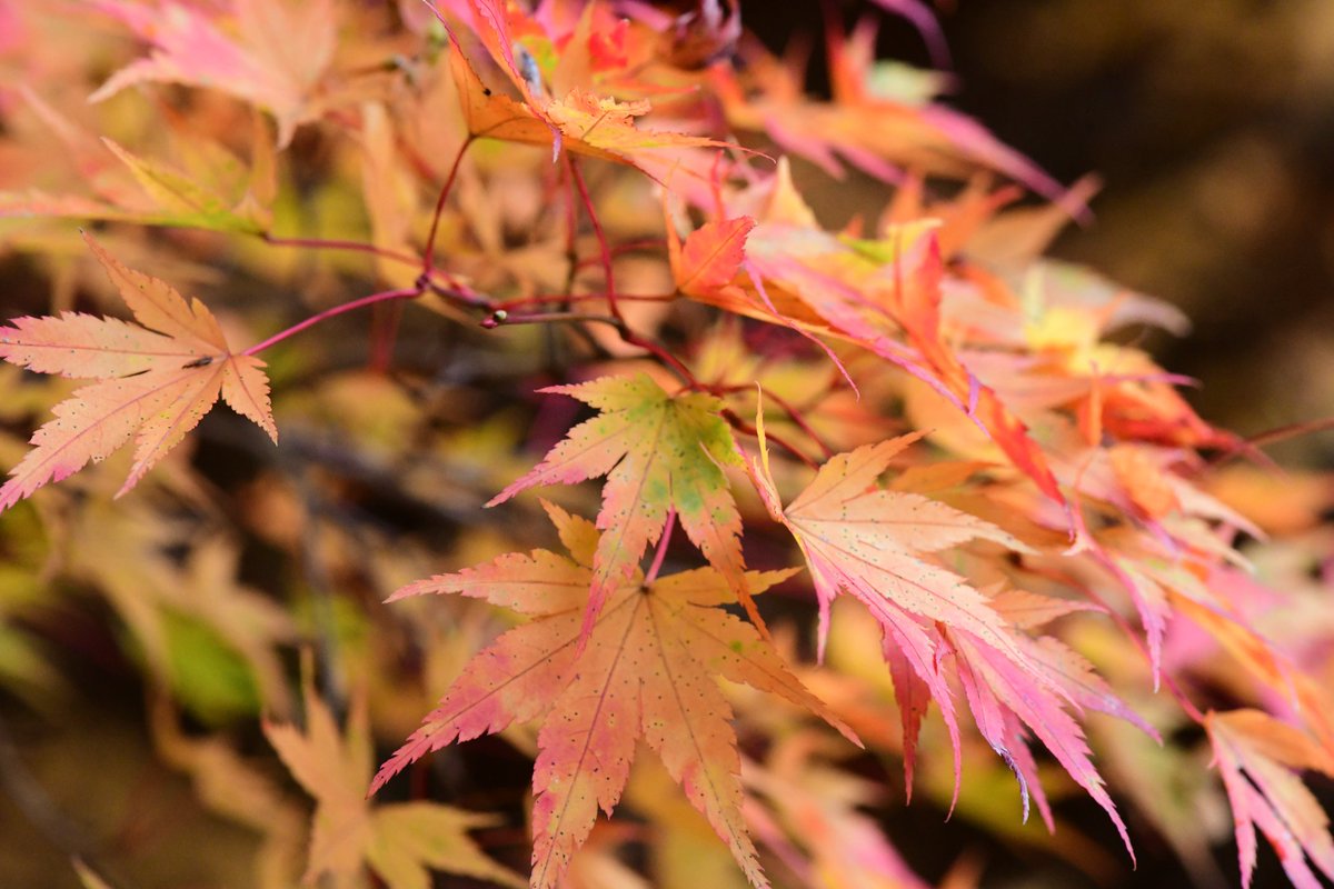 今日は…お休みだけど、そうでもないf(^^;では今日も紅葉🍁…