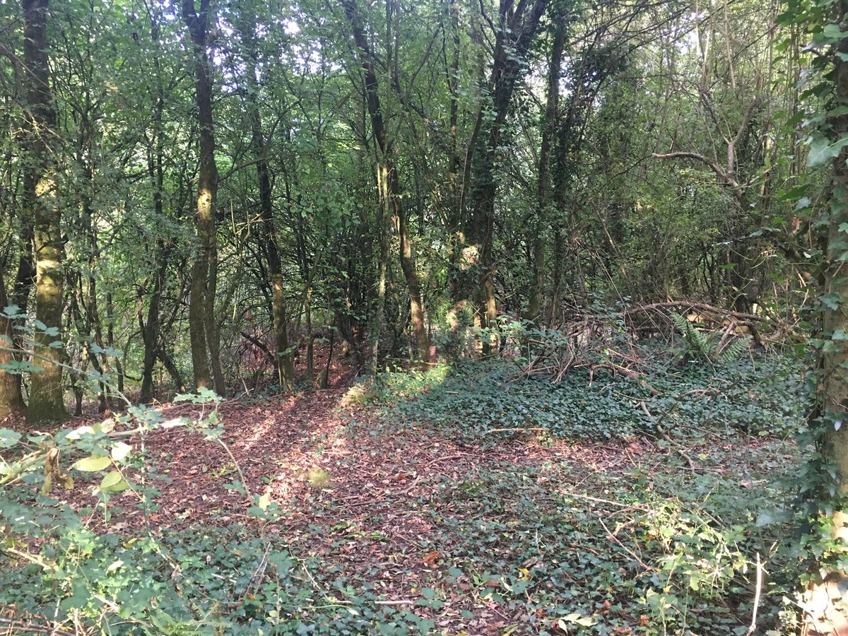 Sean4Llandaff's tweet photo. @cardiffcouncil But happy to rip out this mature woodland for a roadway in the Taff River Corridor #Danescourt #Llandaff. @huwthomas_Wales @WTWales @banbobsbins @IoloWilliams2 #saveourwoods.org https://t.co/zVkIQb3LWr