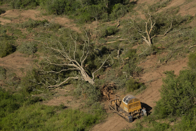 BestiesTot's tweet photo. (6/7) Malgrat ser un punt calent de Biodiversitat, el gran Chaco es troba greument amenaçat per la deforestació i reconversió del territori en camps de conreu i pastures pel bestiar boví. https://t.co/PbwWPjvwyH