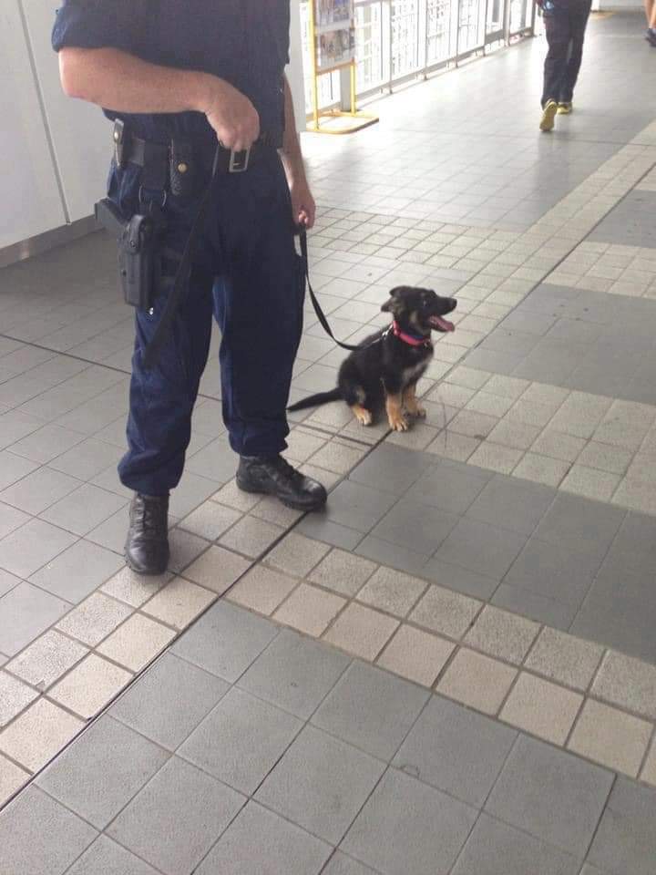 Trafikbefalet's tweet photo. Ska börjas tränas i tid 🐾🐾 https://t.co/Jyr8TrzbOm
