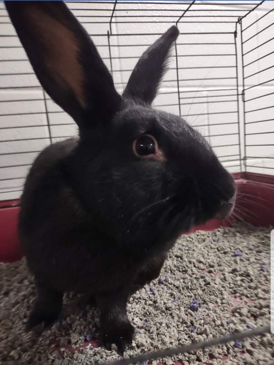 EthansPetProj's tweet photo. Today's pet of the day is Jonas. This fluffy bunny is looking for a home. He is 1. $15 adoption fee https://t.co/7xPjMCrxQx
#almosthome
#adoptables
#AdoptMePets
#adoptablepetsoftwitter
#ehwhatsupdoc
#teamjonas
#sos
#Lovebug
#rabbit
#bunny
#bunnyrabbit
#fchsanimalsdotorg https://t.co/c3q12JUPtG