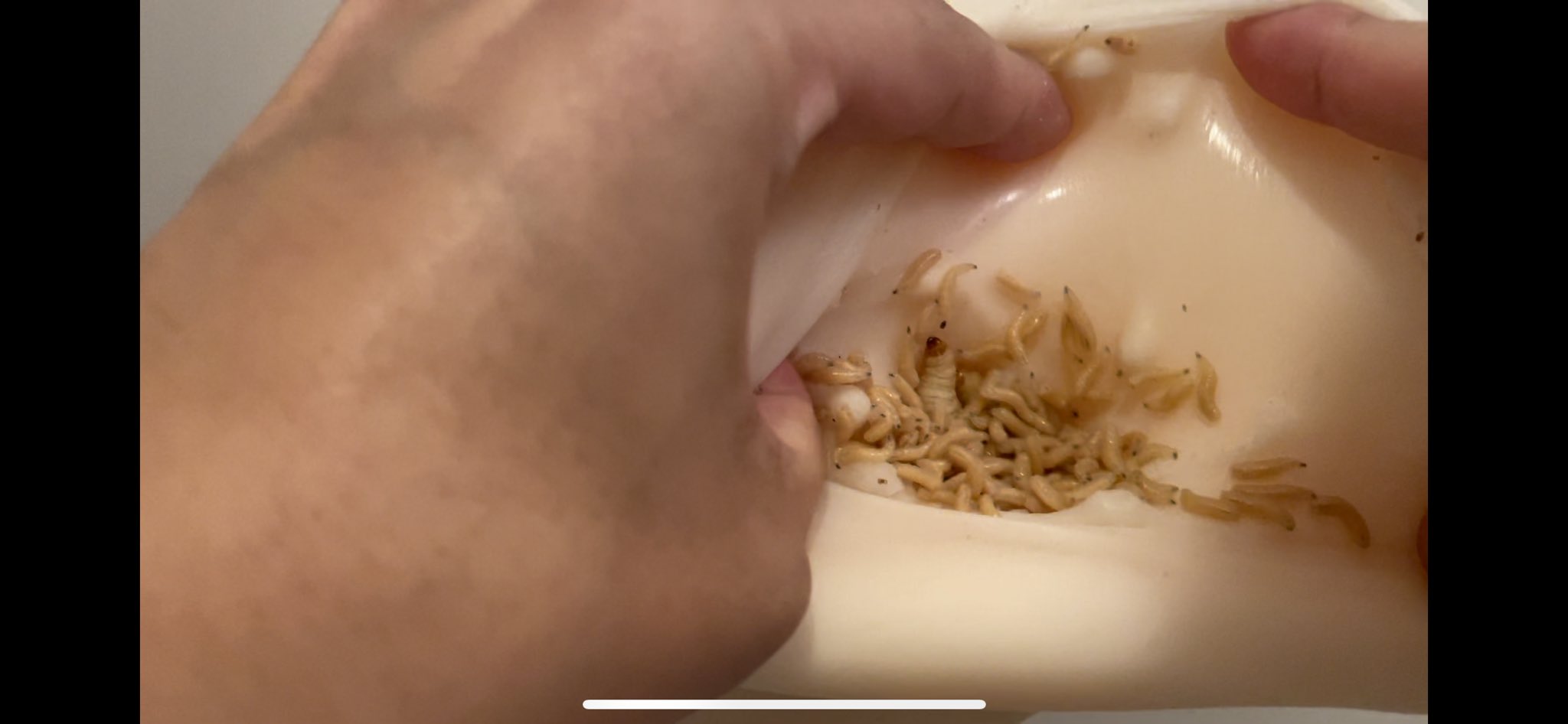 オナニー　害虫 