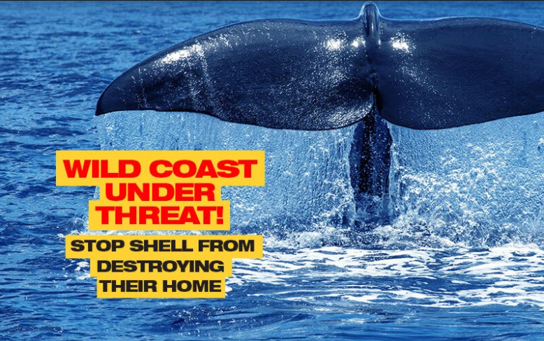 Greenpeace Africa tweet media