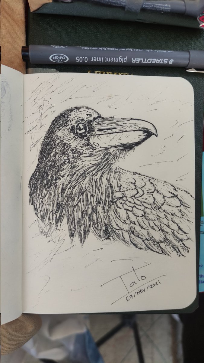 Joakin_martinez's tweet photo. 𝘾𝙤𝙧𝙫𝙪𝙨 𝙘𝙤𝙧𝙖𝙭 una de las aves más inteligentes porque se ha registrado que usan herramientas. Es también el paseriforme más pesado con hasta 1.7 kg
#sketch #dibujoatinta 
#tintanegra #Corvus #Cuervonegro #cuervo
#latintadeTato https://t.co/rohK7SGS4x