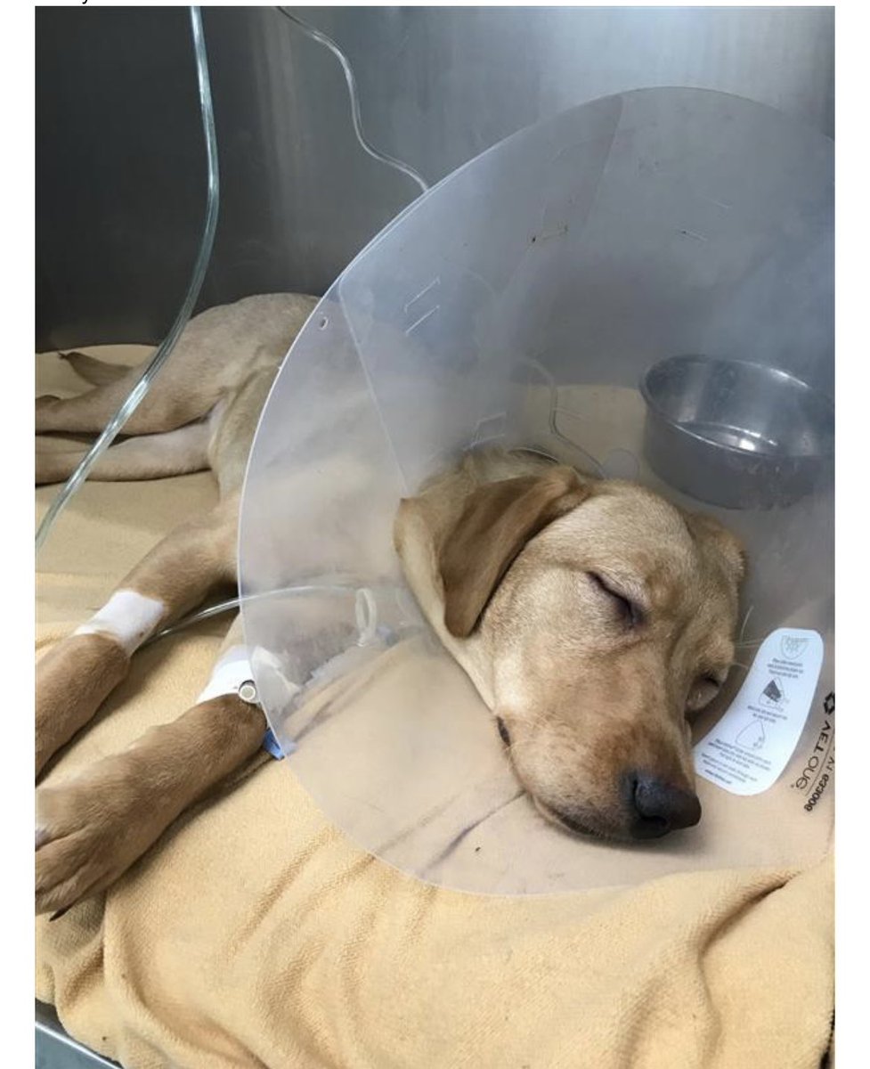 kauger24's tweet photo. Seeing your babies like this is heartbreaking 🥺 https://t.co/u6IW0RmHam