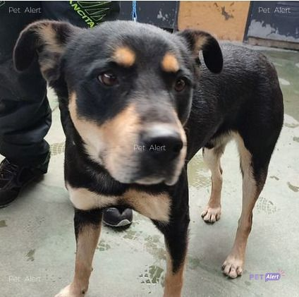 #PetAlertCatalunya #FemXarxa #XarxaBarcelonaTrobats <a href="/pont_roma/">Perduts trobats🐕🐈Catalunya</a>
TROBAT gos a SANT BOI DE LLOBREGAT (Barcelona).
27/11/21
Zona: ctra. de Sant Boi de Ll, venint de Sant Vicenç dels Horts. Sense identificació.
Contacte: 93.661.28.82 o rmac@santboi.cat