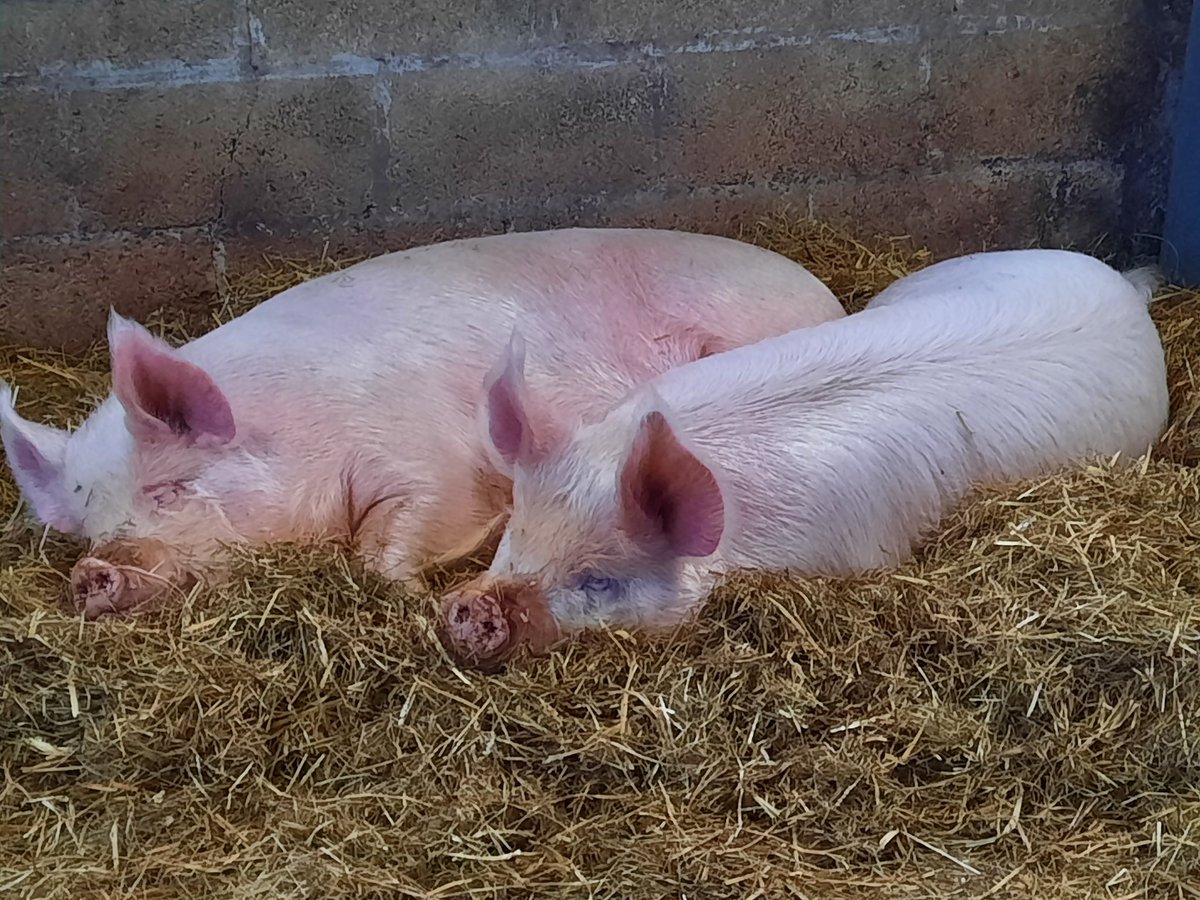 nativebreedsGB's tweet photo. Middle White gilts looking nice and snug on a cold day #nativebreeds #MiddleWhite #pigs https://t.co/LiuusMmPOd