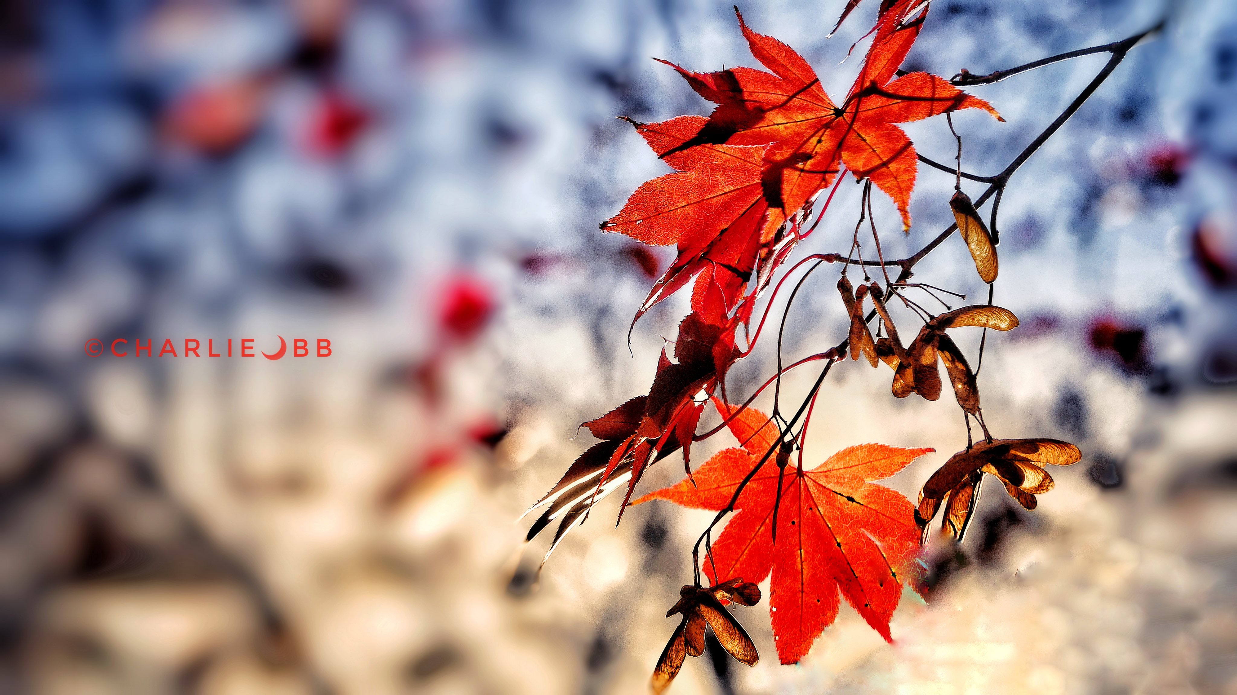 定光寺 Twitter 搜尋 Twitter