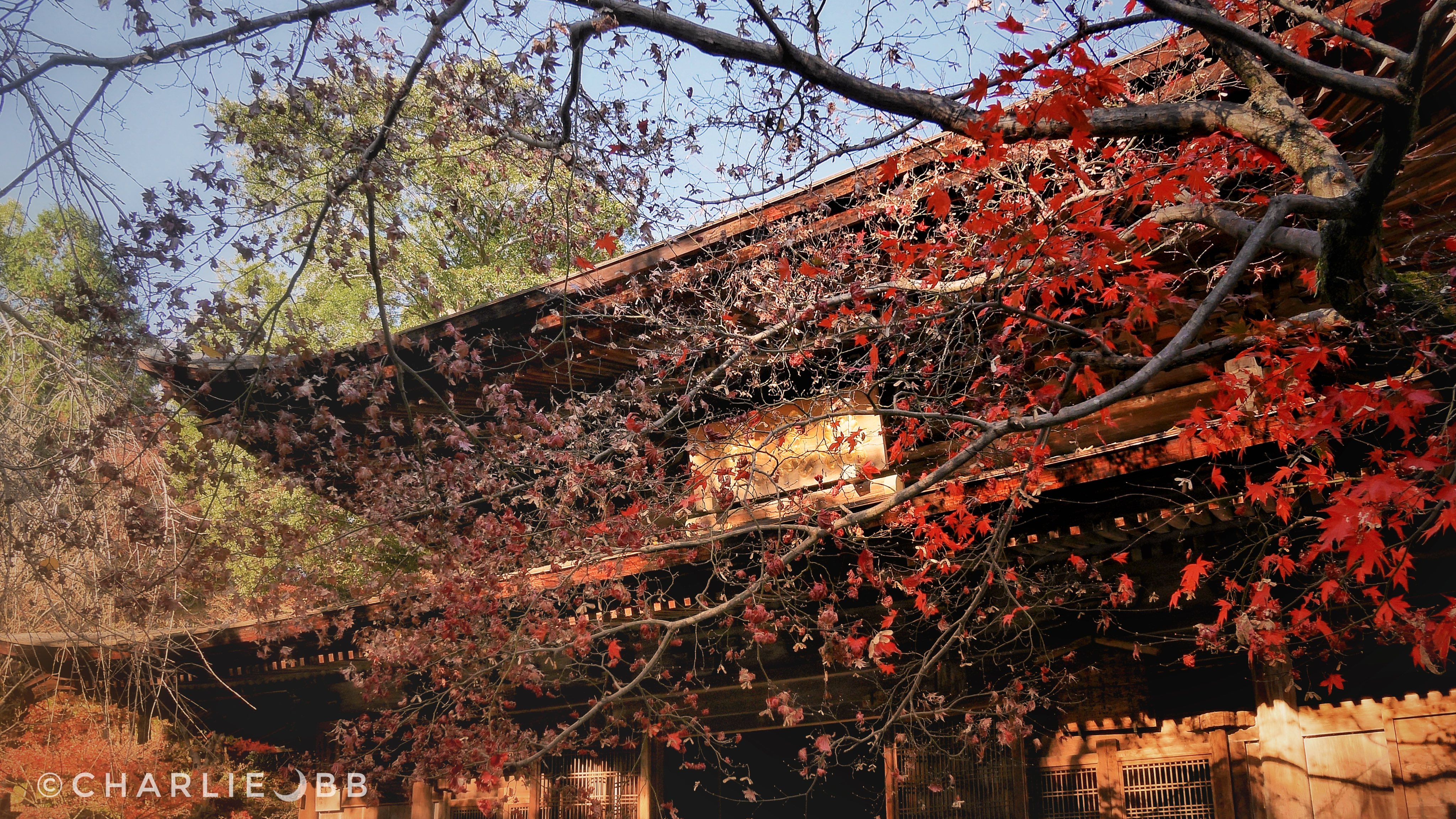 定光寺 Twitter 搜尋 Twitter