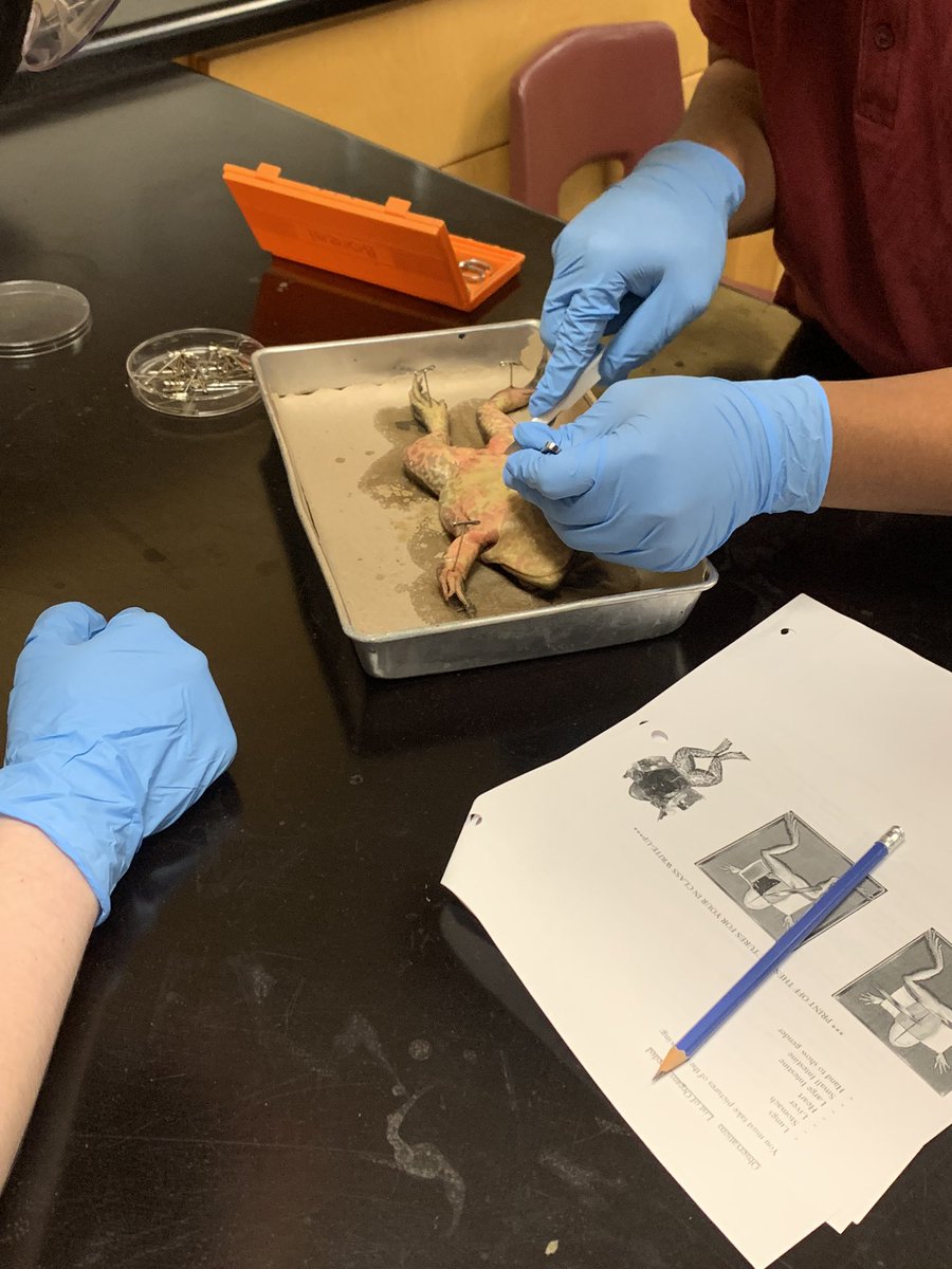 Opening up our frogs in 10 Academic!