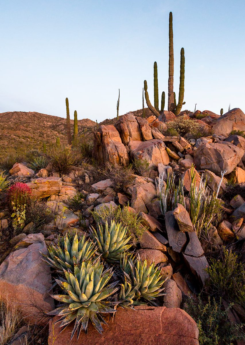 🌵 ¿Did you know Baja California Sur has 10 Natural Protected Areas and the largest protected Natural Reserve in all of Latin America? This is called “El Vizcaíno”, which covers an area of 2.5 million hectares.

📷 Benjamin Schedler