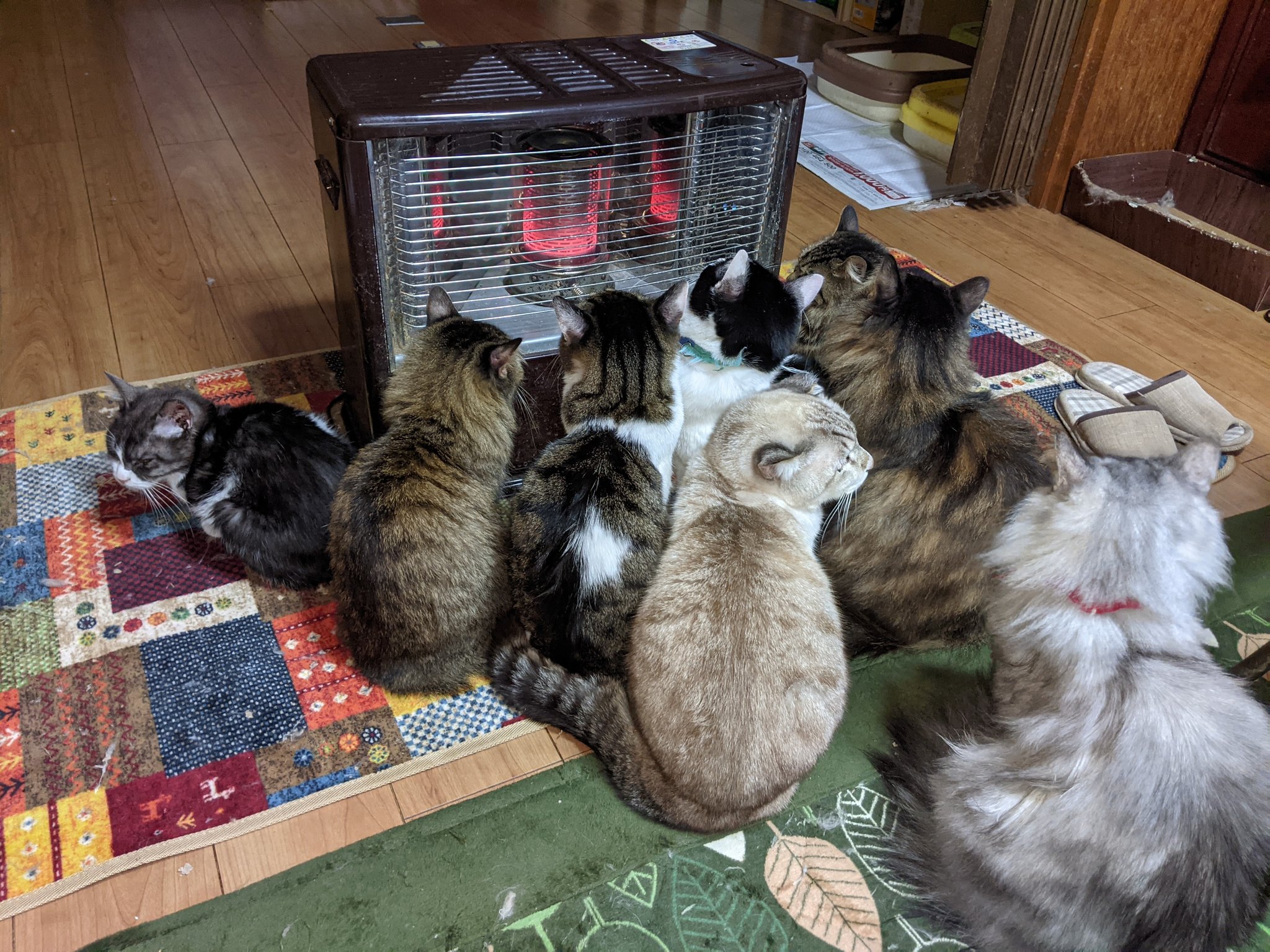 部屋の温度を早く上げたいが Wストーブの前には温度を遮る猫の集団が W W W 話題の画像プラス