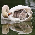 白鳥のベッドでおやすみ。ふわふわ夢心地の子供たち