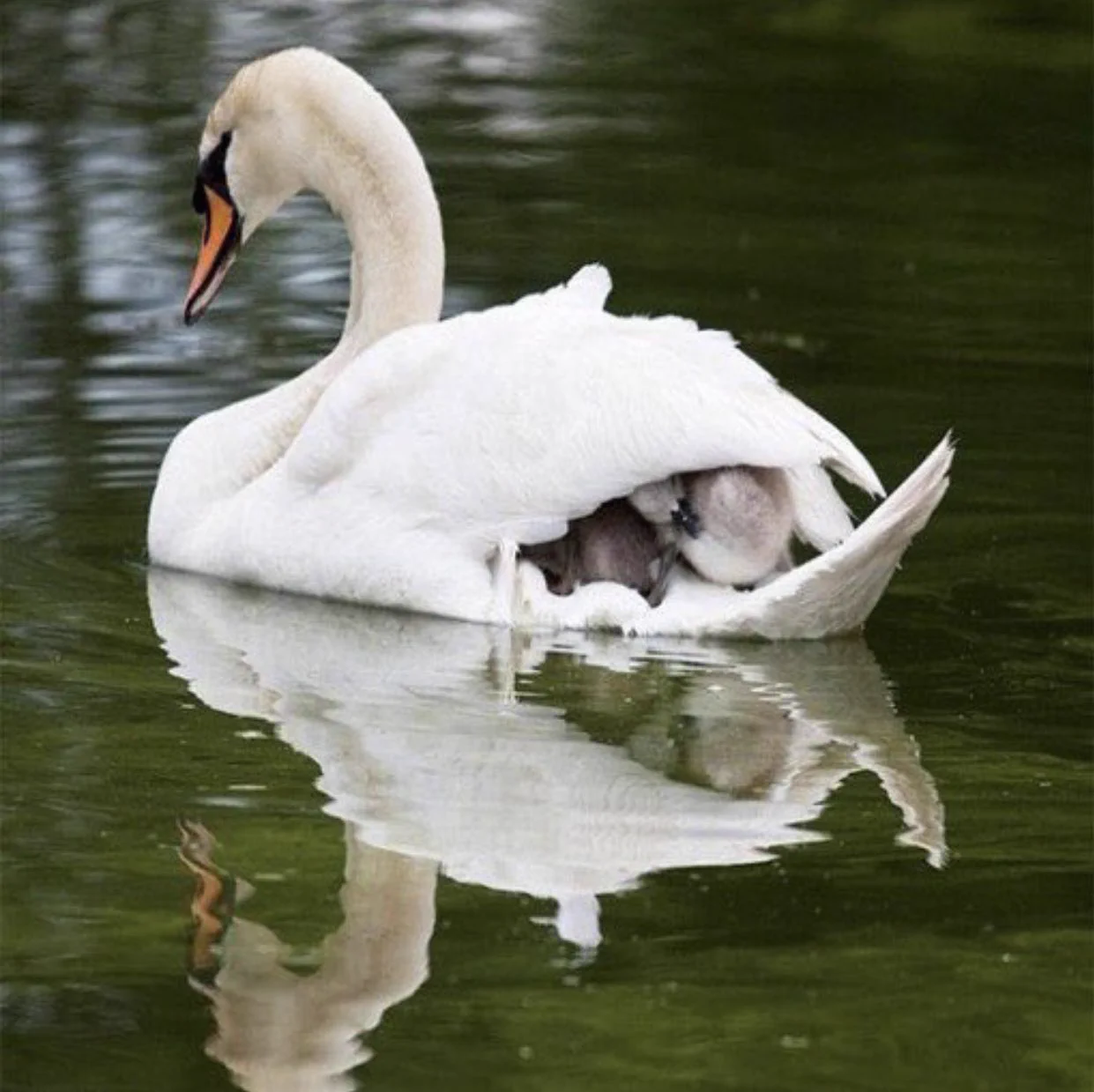 白鳥のベッドでおやすみ。ふわふわ夢心地の子供たち