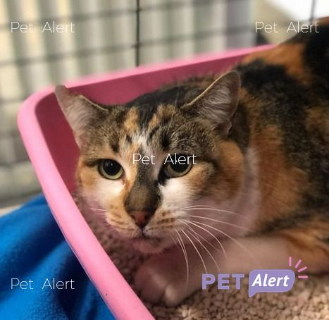 #PetAlertCatalunya #FemXarxa #XarxaBarcelonaTrobats <a href="/pont_roma/">Perduts trobats🐕🐈Catalunya</a>
TROBADA gata a PARETS DEL VALLES (Barcelona).
27/11/21
Zona: Barri Cerdanet.
Esterilitzada. És a la Protectora de Parets
Contacte : Carrer Sínia, 3, Tel. 664 127 247 // protectoraanimalsparets@gmail.com.