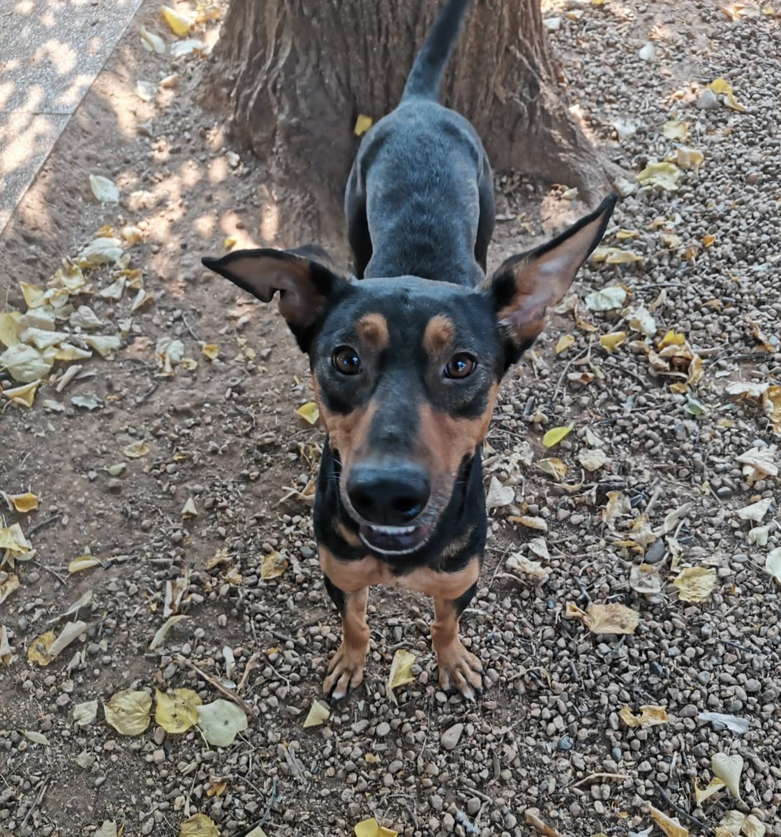 francycognato's tweet photo. ELLIOT è un canetto molto giovane , nato nel dicembre 2019 , attivo e simpatico ! Non lo trovate carinissimo ?? Con queste buffe orecchie😍
Si trova in pensione in provincia di #Torino, andate a conoscerlo!PER TUTTE LE INFO ☎️ 3297799495/ 333 337 9258/ 335 679 3516 ✨🐾 https://t.co/ezKqcH1VT0