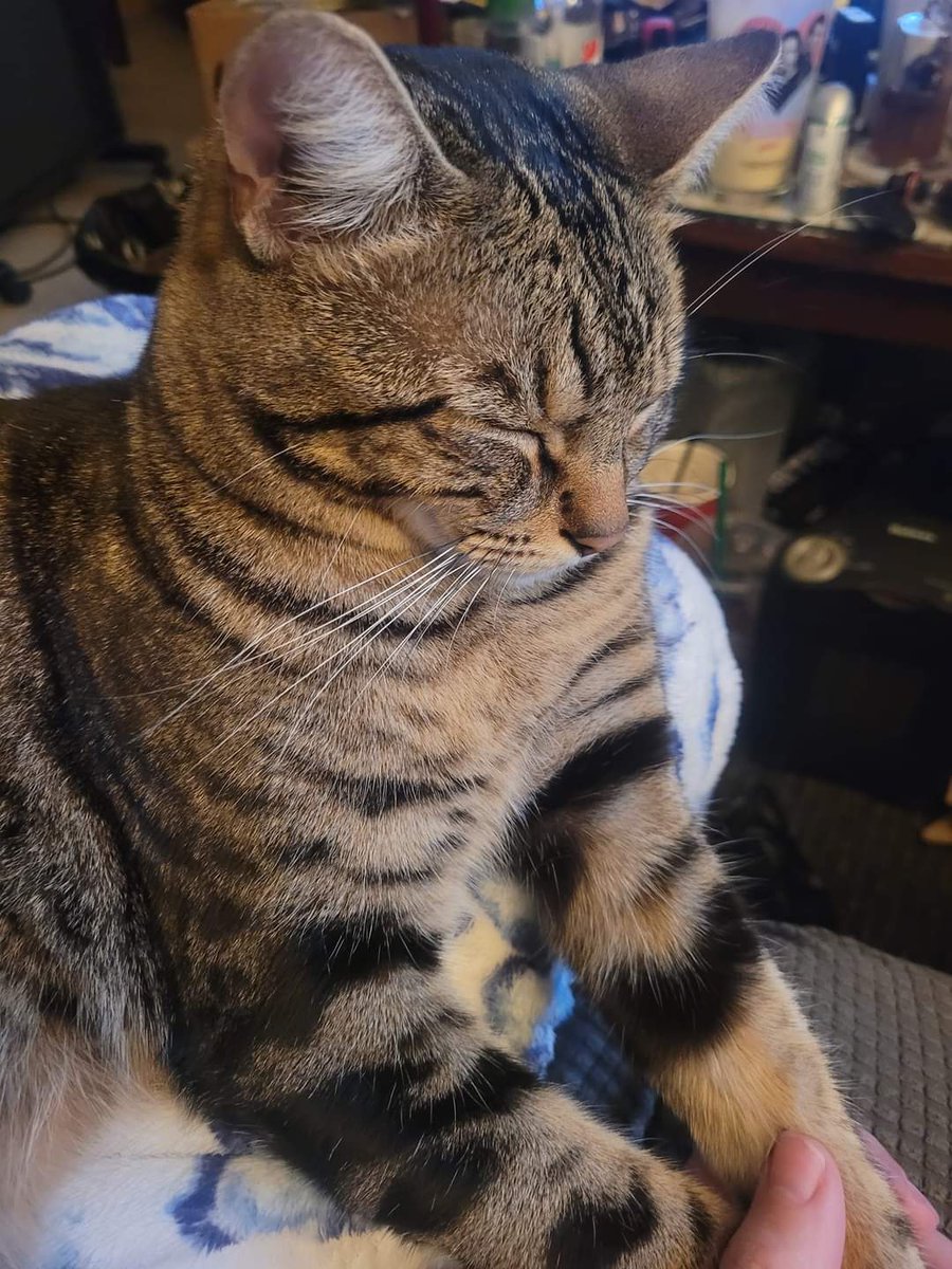 MohammedAlif19's tweet photo. A cat with full of attitude.
#cat #lovelycat #attitude #CatPicture #catimages #animal #catlover #BlackFriday https://t.co/1RlclWlZBf