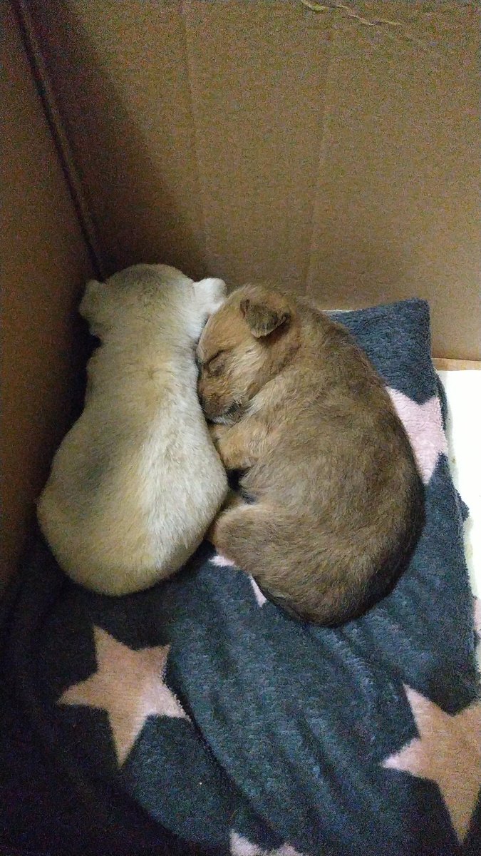 monjerrr's tweet photo. Hemos encontrado dos cachorritas de aprox 1 mes abandonadas en Guadix. Estamos buscando urgentemente casas de acogida o adopción en Granada o alrededores, nosotras no podemos quedarnoslas 😓 Nos dicen que serán de unos 13 kilos + o -.
RT plisssss
Muchas gracias https://t.co/255e5xt9FR