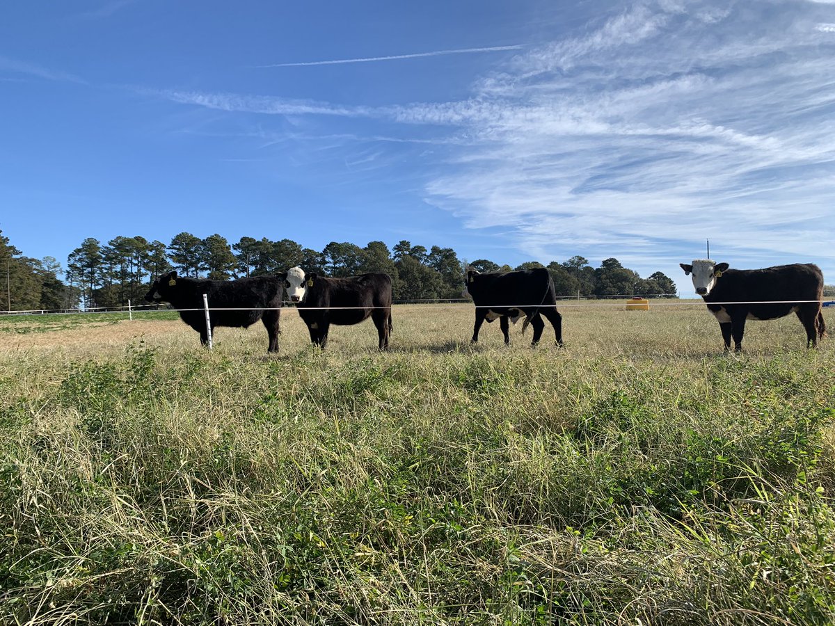DrJJTuga's tweet photo. Good morning from the #bettergrazingprogram - Justin the #ResearchMoos are alright and ready to see you for their next Moove on Monday! #UGABeef #GAforage #BetterGrazing #AlfalfaBermudagrass #Stockpile #USDA_NIFA https://t.co/Nqh7R51mb1