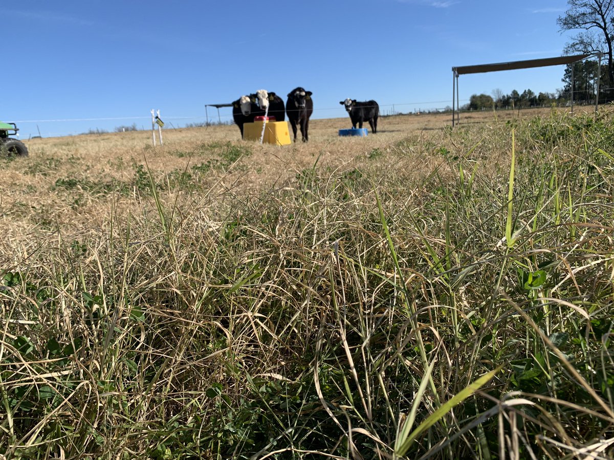DrJJTuga's tweet photo. Good morning from the #bettergrazingprogram - Justin the #ResearchMoos are alright and ready to see you for their next Moove on Monday! #UGABeef #GAforage #BetterGrazing #AlfalfaBermudagrass #Stockpile #USDA_NIFA https://t.co/Nqh7R51mb1