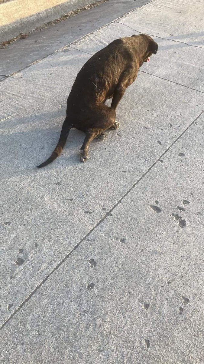 PatitasGdl 🐶 tweet media