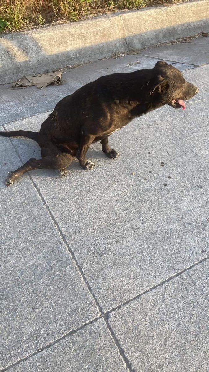 PatitasGdl 🐶 tweet media