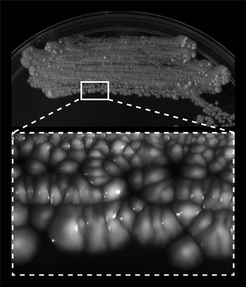 #Transposon #mutagenesis in #Mycobacterium kansasii links a #smallRNA gene to colony morphology and #biofilm formation and identifies 9,885 intragenic insertions that do not compromise colony outgrowth
.
👉doi.org/10.1002/mbo3.9… 👈 
.
.
#MicrobiologyOpen #OpenAccess