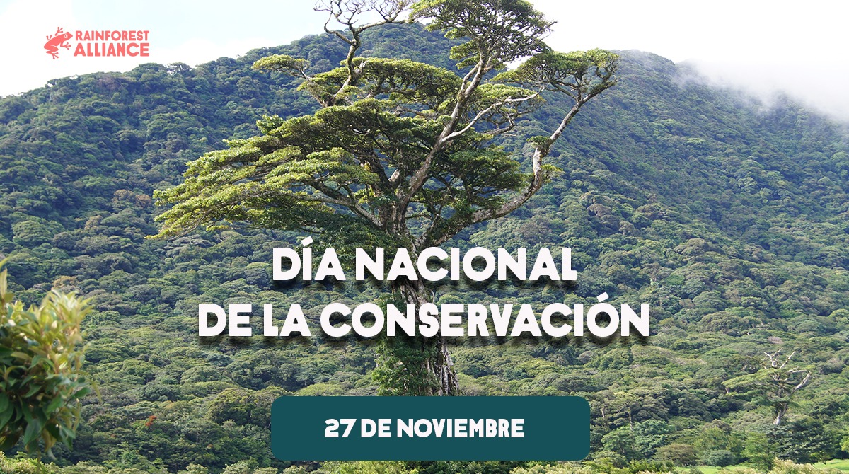 RainforestALLMX's tweet photo. Hoy celebramos el #DíaDeLaConservación con el compromiso de seguir trabajando en la preservación de los bosques mexicanos, impulsando prácticas de gestión de la tierra más sostenibles y cultivando economías rurales prósperas.🌱🌿 https://t.co/GpO7I7n5Tb