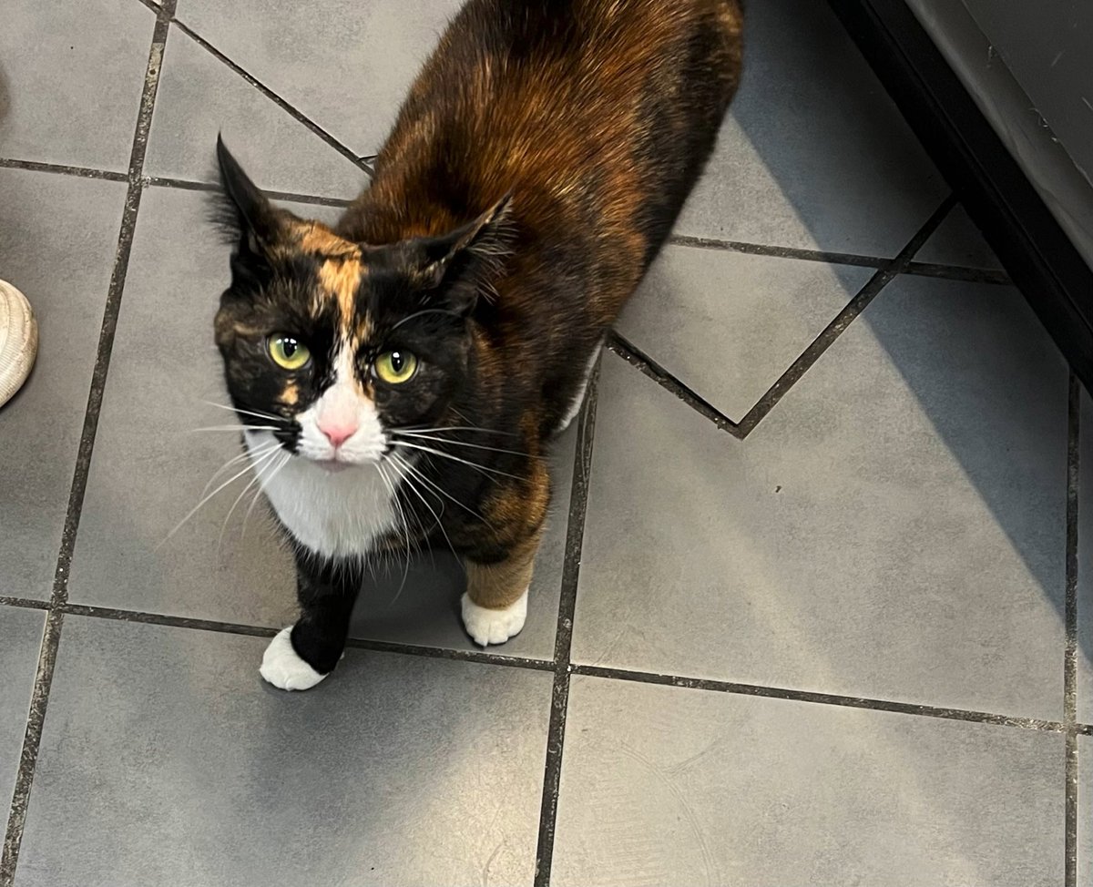 pyrokynesys's tweet photo. New highlight of @SohoHorrorFest is meeting this cat in a shop round the corner https://t.co/NgLdxmJueL