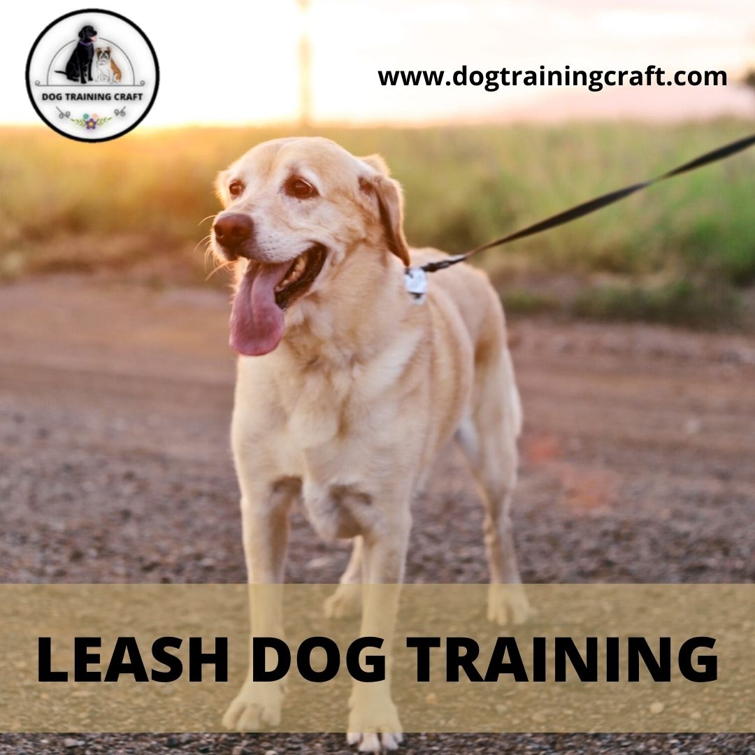 The most crucial skill your dog should acquire is how to walk on a leash.
On-leash dog training is required to teach your dog what to do and what not to do when you're walking together.
dogtrainingcraft.com/dog-leash-trai… 
#Leashdogtraining #dogtraining #dogs #LeashTraining #Training #pets