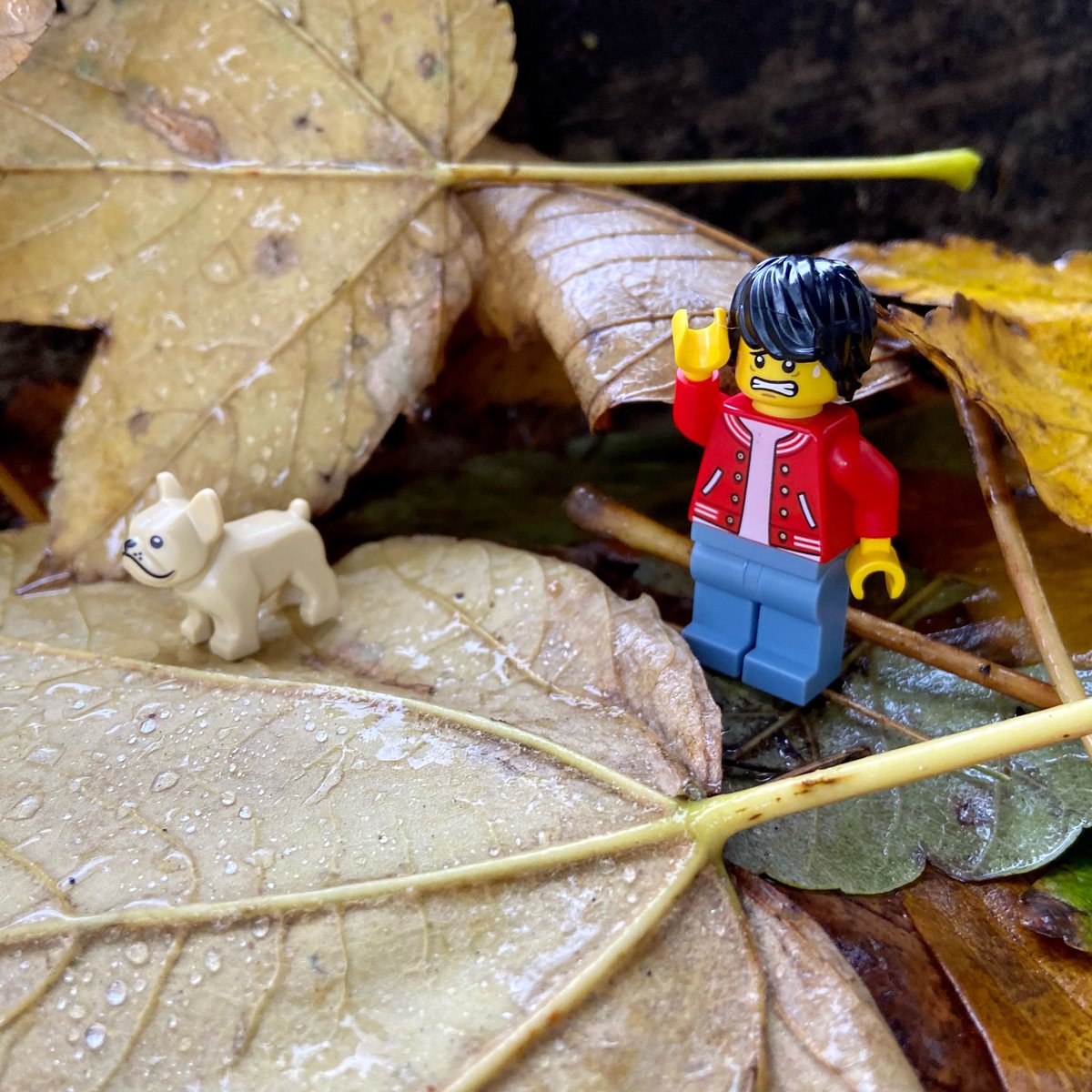 When your dog blends in with the leaves… 😵🍁🧐 Cuando tu perro se mimetiza con las hojas…
#rebuildtheworld #legodog #legooutdoors #legolife #afol #tfol #lego #minifigslife #minifiginreallife #toyslife #toypics #legofeature #womenintoyphotography <a href="/LEGO_Group/">LEGO</a>