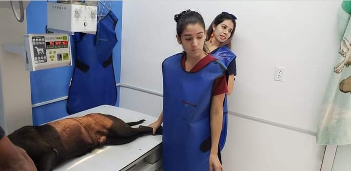 PatitasGdl 🐶 tweet media