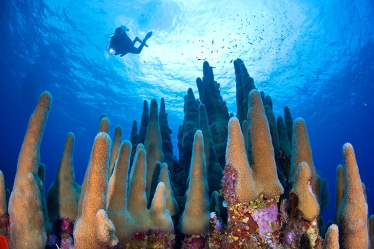NRamsiRealtor's tweet photo. Up for a #Caribbean adventure? The Cayman Islands might be to your liking. #travelplans  https://t.co/zFTvGrT4B4 https://t.co/xcXGL8a1jL