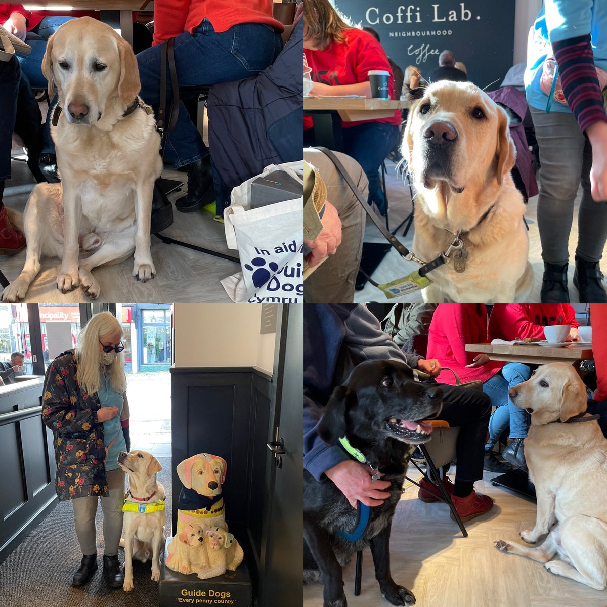 coffilab's tweet photo. Thank you Llandaff … £2,300 raised for @guidedogs 🥳🎉🦮 . We couldn’t be happier.  Thank you to all who came, especially the wonderful Guide Dogs Taffy, Uri , Toby and many more ❤️ #coffilab #coffilabfamily #coffilabllandaff #guidedogsuk #llandaff https://t.co/YTigwf3fPH