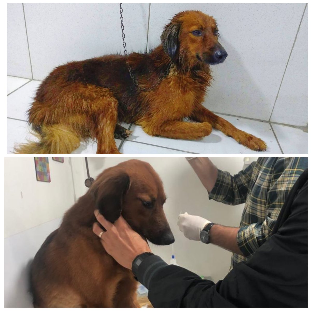 igorbprado's tweet photo. @LuisCValois Esse é o MARTE, meu filhão! Resgatado há 3 anos com 13 Kg, atualmente com 22 Kg. Quase morreu com a doença do carrapato. Depois de 6 meses de tratamento, hoje tá esse bichão corado e cheio de energia. Orgulho e alegria da casa! https://t.co/X3dJAhpG0N