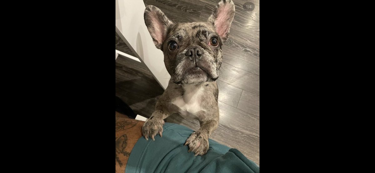 “I’m not sure why people do this.” Hannah Nelson is heartbroken. Her beloved French bulldog Merlyn, almost 2, was stolen at gunpoint near 24th &amp; Valdez in Oakland. <a href="/oaklandpoliceca/">Oakland Police Dept.</a> investigating