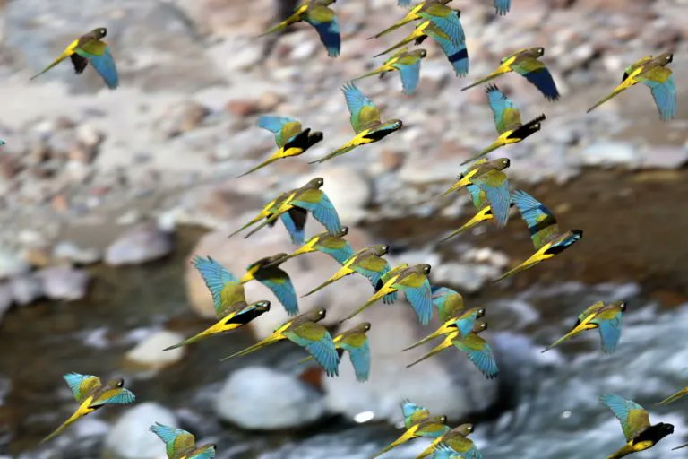 Chile’s burrowing parrot marks 35 years of a slow but successful recovery: buff.ly/3p0Ub7a via <a href="/mongabay/">Mongabay</a> #parrots