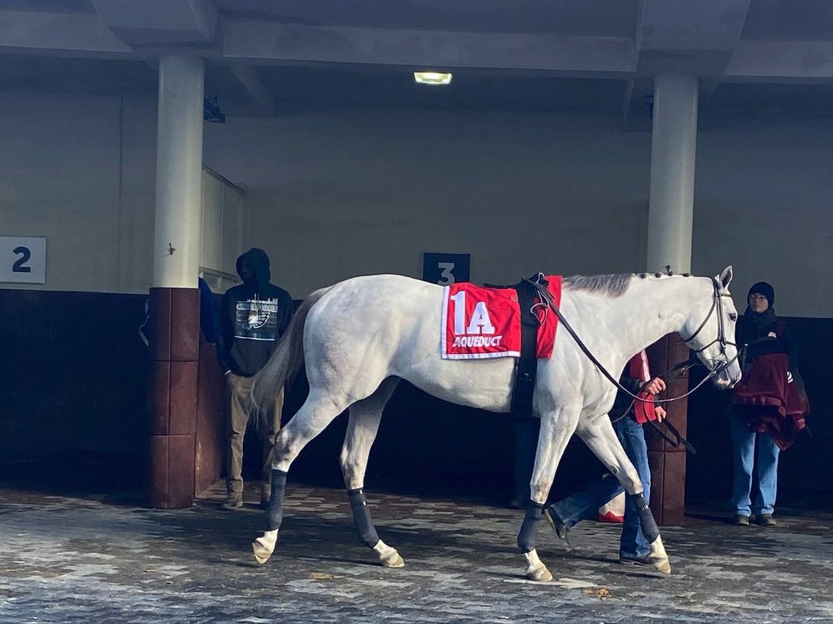 Good luck to our girl ROUGH TOUGH LOVE in this tough maiden race at Aqueduct!