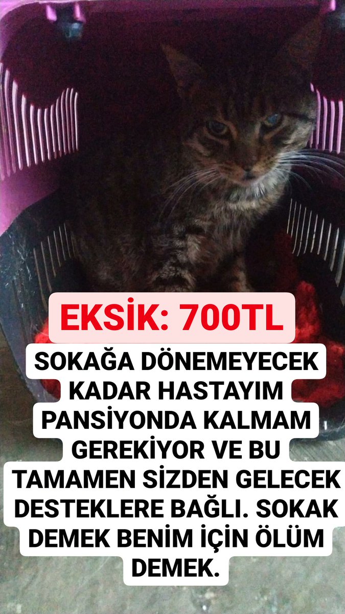 FipPakize's tweet photo. EKSİK: 700TL

SOKAĞA DÖNEMEYECEK KADAR HASTAYIM PANSİYONDA KALMAM GEREKİYOR VE BU TAMAMEN SİZDEN GELECEK DESTEKLERE BAĞLI. SOKAK DEMEK BENİM İÇİN ÖLÜM DEMEK. https://t.co/6hKGsTCiSh