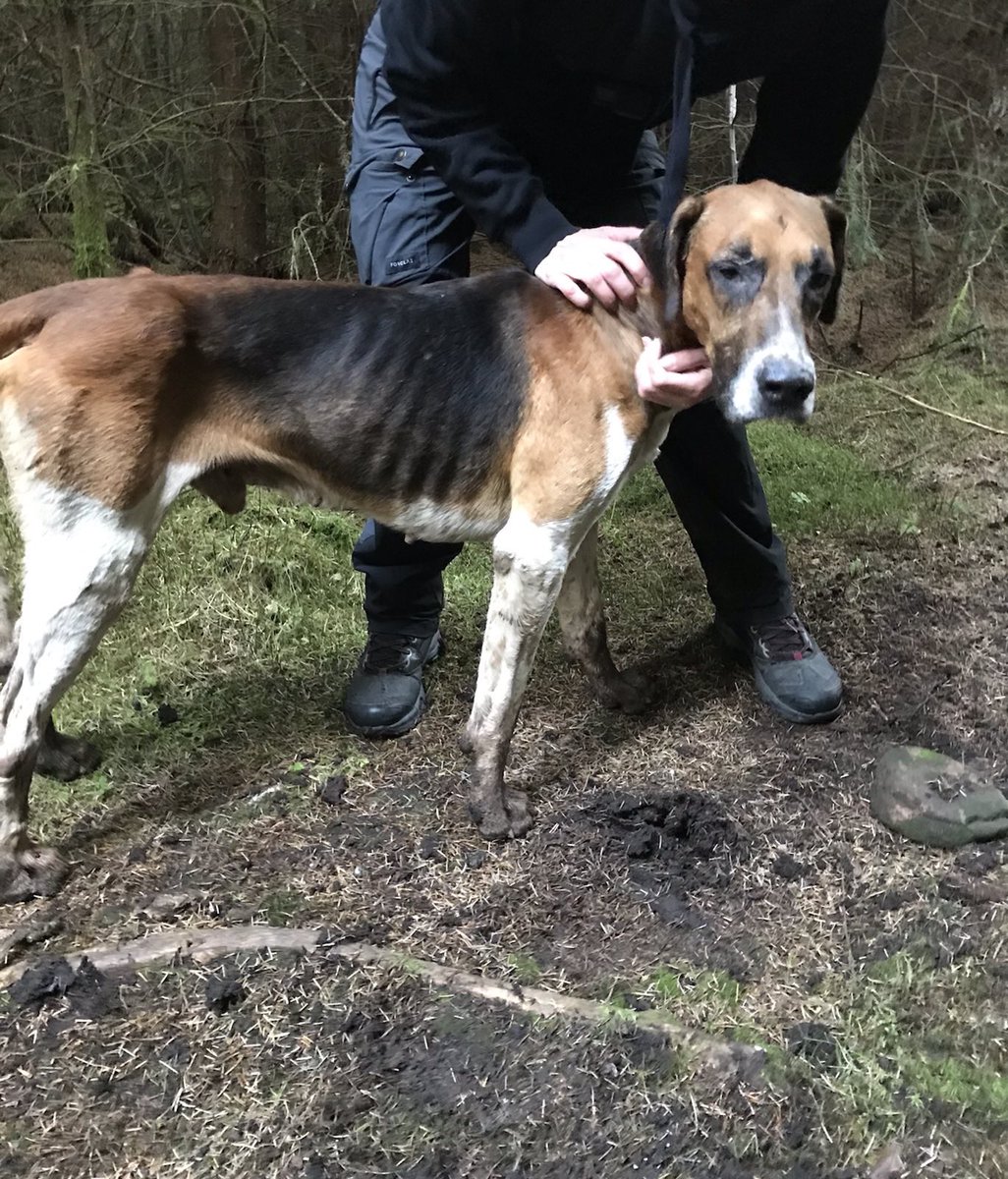 KatePow3ll's tweet photo. We sabbed the Lanarkshire &amp; Renfrewshire hunt today.. There were no confirmed fox kills but LOOK at the absolute state of the hounds. I feel broken not being able to help them, knowing they’ll most likely be killed after a few seasons (or sooner). More victims of human bloodlust. https://t.co/65IdVLEydg