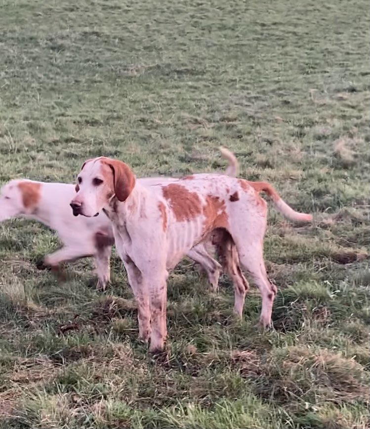KatePow3ll's tweet photo. We sabbed the Lanarkshire &amp; Renfrewshire hunt today.. There were no confirmed fox kills but LOOK at the absolute state of the hounds. I feel broken not being able to help them, knowing they’ll most likely be killed after a few seasons (or sooner). More victims of human bloodlust. https://t.co/65IdVLEydg