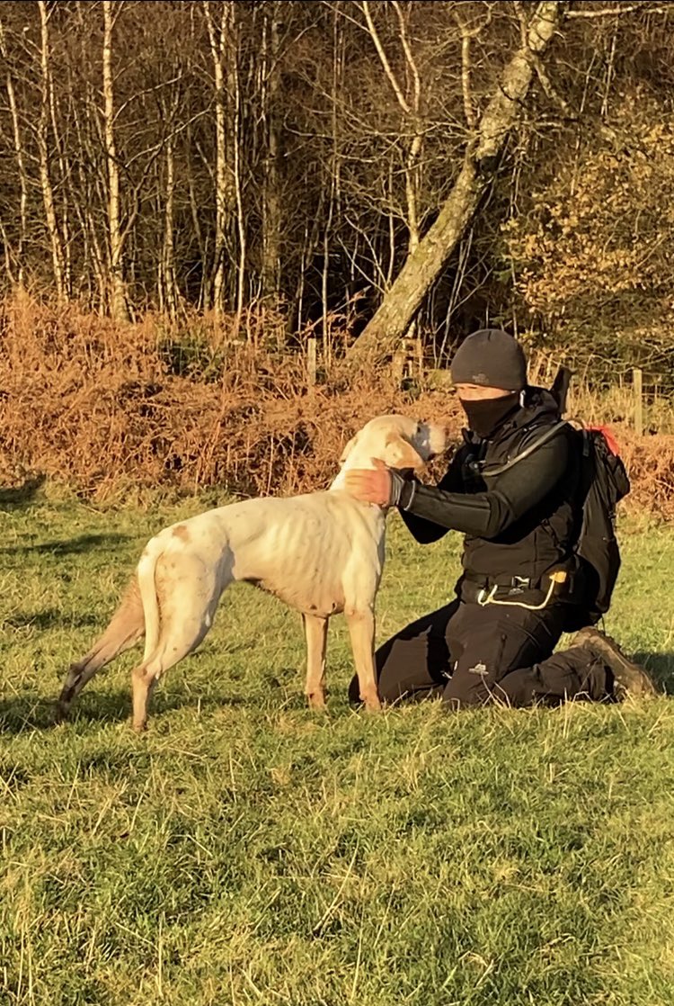 KatePow3ll's tweet photo. We sabbed the Lanarkshire &amp; Renfrewshire hunt today.. There were no confirmed fox kills but LOOK at the absolute state of the hounds. I feel broken not being able to help them, knowing they’ll most likely be killed after a few seasons (or sooner). More victims of human bloodlust. https://t.co/65IdVLEydg