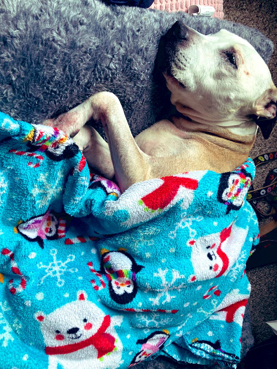 TomBDickerson's tweet photo. New lined notebooks with M+M designs coming soon! Can’t wait? PDFs now available @Etsy MayhemNmischiefdesigns, you can print your own. Follow for more updates on future projects! #etsy #design #nature #doggo #dog #style #notebook #notepad #artist #pup #heckingooddog #holiday https://t.co/vwjSIthjaI