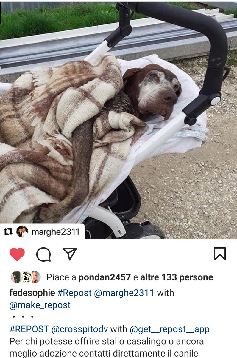 zampa_qua's tweet photo. STRAURGENTISSIMO 🆘🆘🆘🆘https://t.co/HLycxIx4dO info profilo oppure  crosspitodv@gmail.com
🐕PIPPO E ANZIANO HA BISOGNO DI AMORE,CERCA CON URGENZA UNO STALLO I UNA ADOZIONE DEL CUORE ❤️ VI PREGO FACCIAMOLO USCIRE, SALVIAMOGLI LA VITA 😔🏠🙏 
@PlanetSurfinia https://t.co/THs16ZJqWx